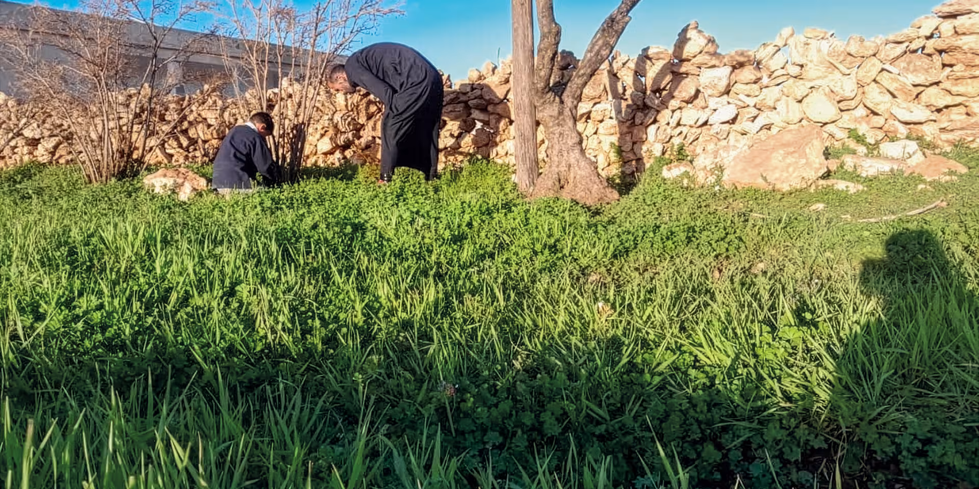 Zwei Männer pflegen Sträucher auf einer grünen Wiese vor einer Natursteinmauer.