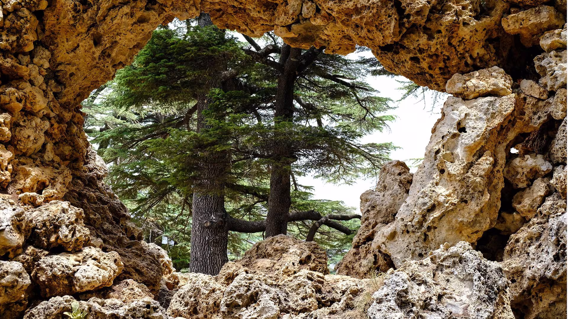 Zedern im Libanon